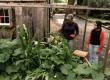 All About Vegetable Gardening
