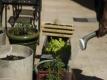 Ask Chef Tony - How To Grow Vegetables In The City, Episode 12