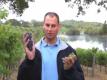 Veraison Thinning: Removing Grape Clusters After Color Change (the Journey Blog 8.24.10)