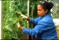 Details Of Vertical Gardening