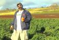 Vine Ripened Tomatoes At Benny Farms Review