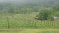 Tastecamp 2012 Visit To Linden Vineyards - The Vineyard Tour
