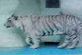 White Tiger In Vegas
