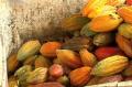Cocoa Bean Fermentation