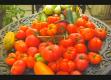 Tips For Urban Sustainable Living