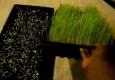 How To Grow Wheatgrass