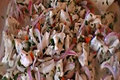 White Fish Ceviche 