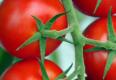 Fresh Packed Fruits And Vegetables