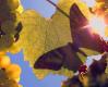 Wine Starts Its Life At  A Vineyard