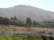A Brief Tour To Hillside Vineyard