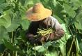 Wong'staro Leaf Farm Review