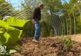 Growing Local Varieties Of Raspberries