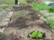 Personal Experience On Gardening