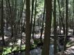 Yoga, Nature, Yoga & Health Retreat In The Poconos (near Nyc) Video
