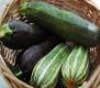 Seasons - Zucchini