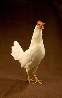 Pearl Leghorn