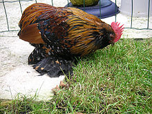 Dark Brahma