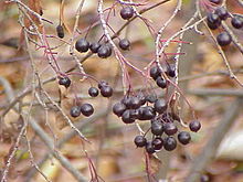 Aronia 