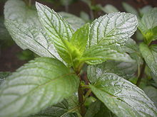 Mint