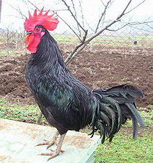 Buckeye rooster