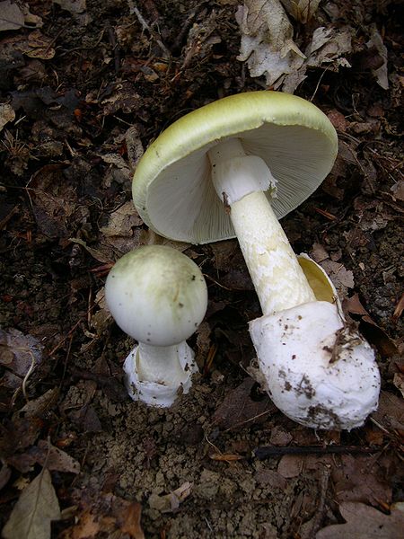 Be very careful when foraging for wild mushrooms, certain mushrooms like the amanita can be fatally poisonous 