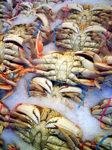 Fresh crabs stored in ice Fresh crabs
