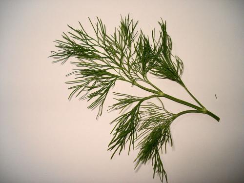 Dill