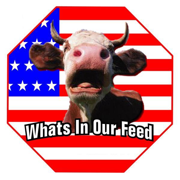 Feedlot Beef is fed on a highly unnatural diet