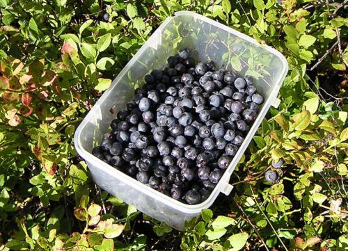 Elderberry