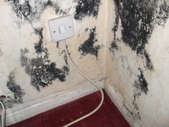black mold infestation - kill it, live and breathe fresh
