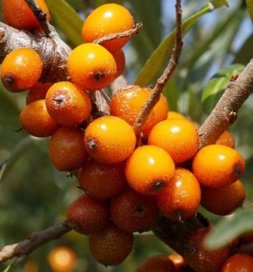 buckthorn