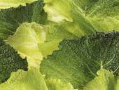 Cabbage Blanching Cabbage Blanching