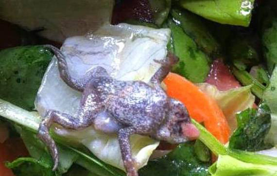 DEAD-FROG in SPINACH