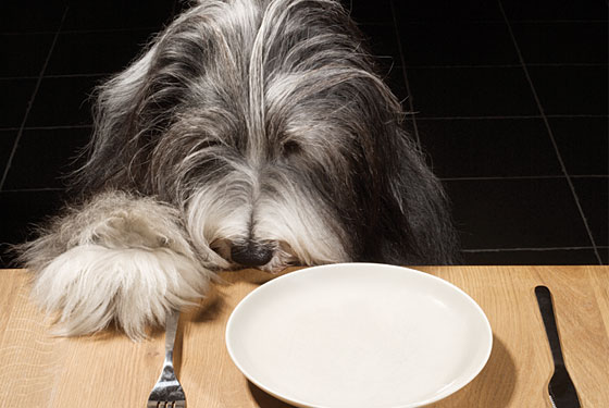 Homemade Dry Dog Food