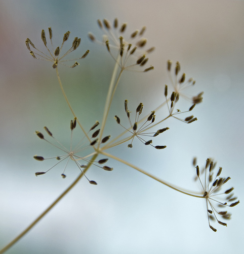 Sillhouete of Dill Seeds.
