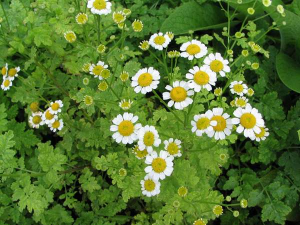 Feverfew plant - traditional remedy for headache