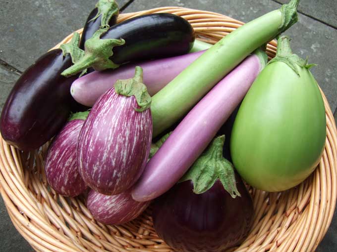 Freezing eggplant