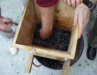 Stomping the grapes by feet