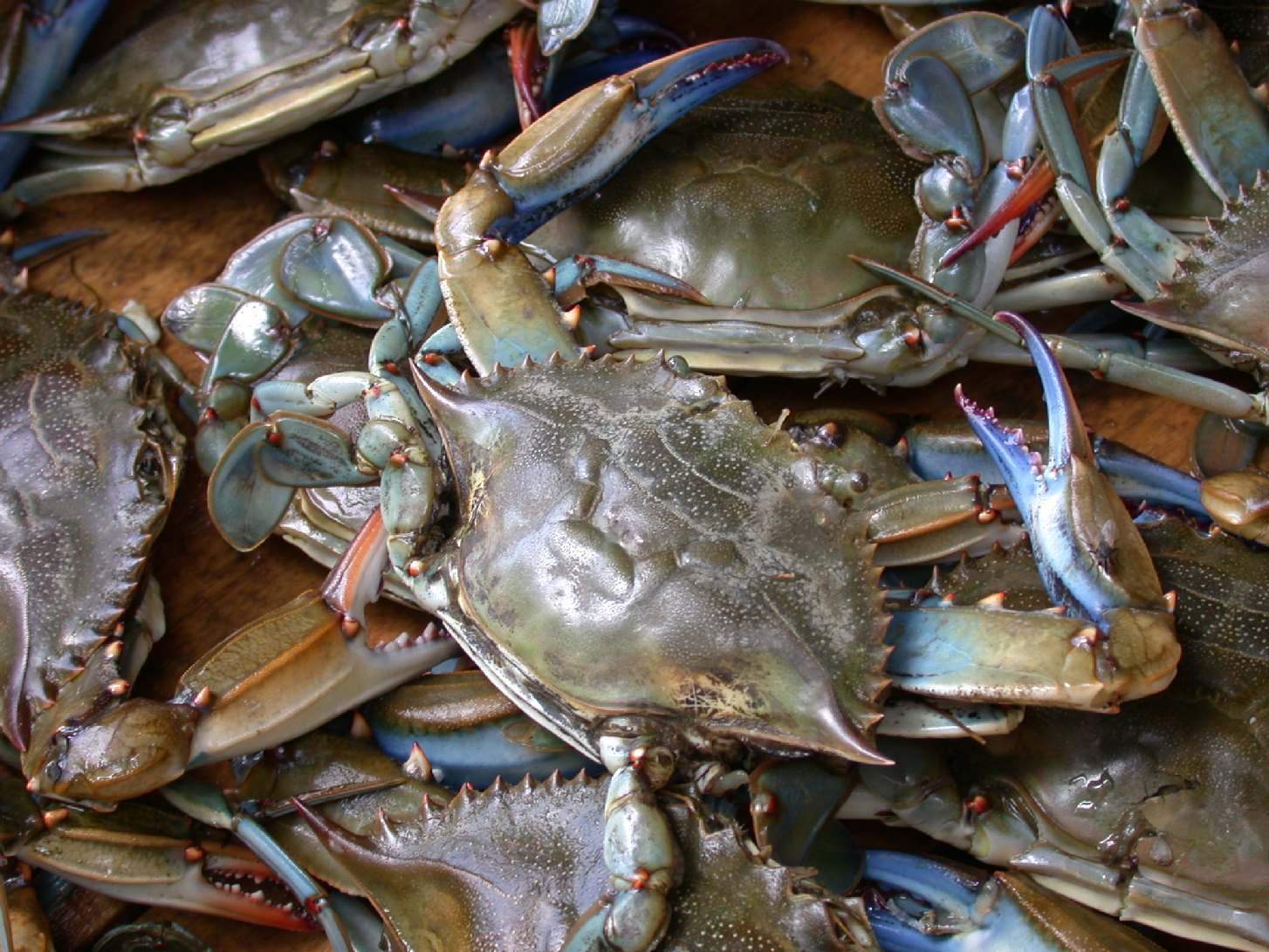 How to Eat Blue Crab