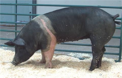 Tips on how to butcher a hog