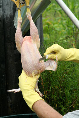 Tips on how to pluck a chicken