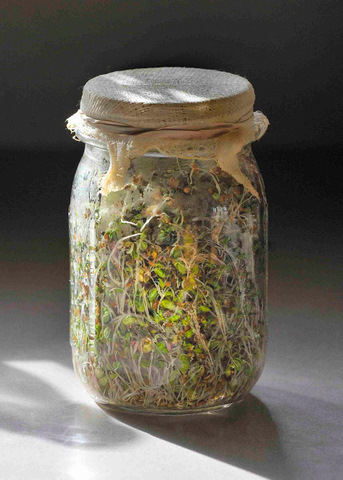 Process of sprouting beans in a jar for 5 days
