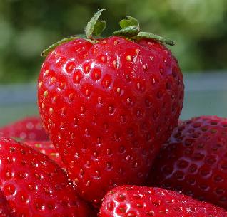 Different processes of storing strawberries to keep them fresh.