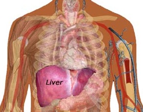 How a lever cleansing diet can help you