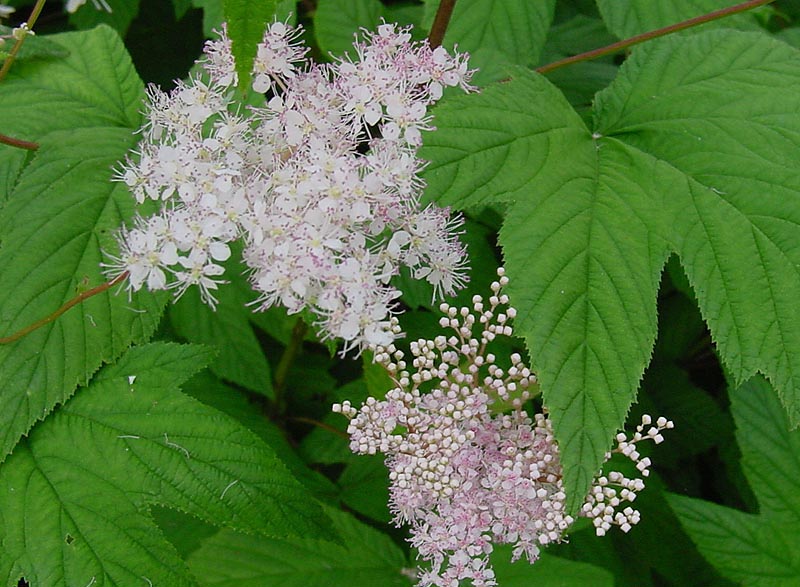 Meadowsweet is a natural supplement