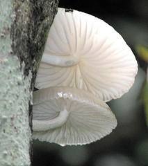 Yummy Edible Mushrooms have an interesting history as food Yummy Edible Mushrooms have an interesting history as food