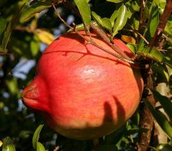 Pomegranate