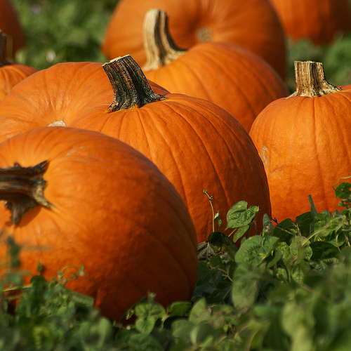 Beautiful Orange and Ripe Pumpkins Beautiful Orange and Ripe Pumpkins