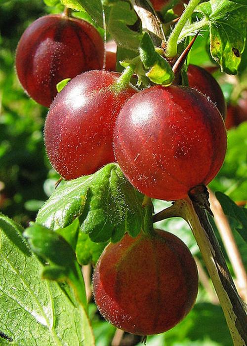 red gooseberries