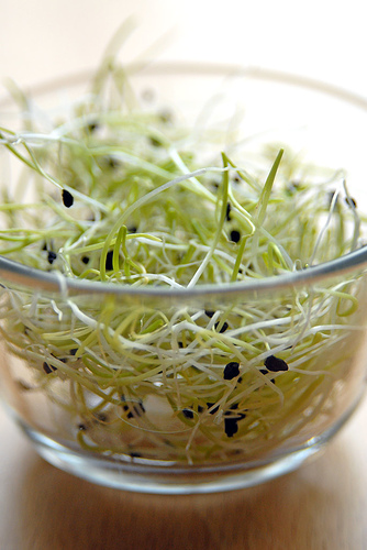 A Yummy Bowl of Sprouts Waiting to be Stored